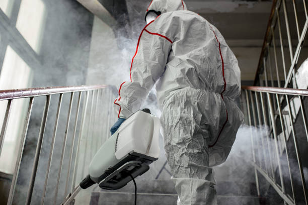 Best Black Mold Removal  in Round Rock, TX